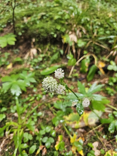 great masterwort