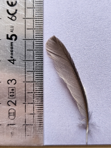 Plume de Rougequeue noir