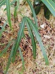 Pseudopanax crassifolius × lessonii