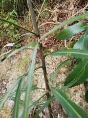 Pseudopanax crassifolius × lessonii
