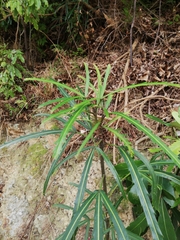 Pseudopanax crassifolius × lessonii
