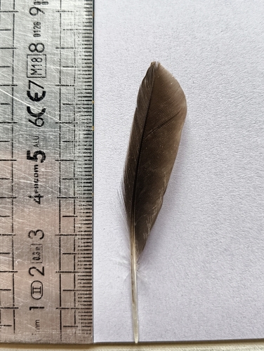 Plume de Chevalier culblanc