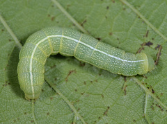 Orthosia incerta