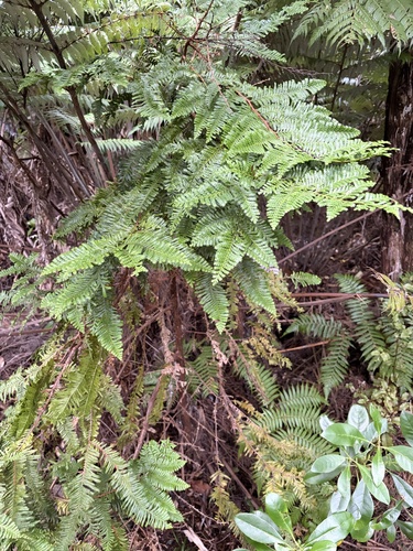 Libocedrus plumosa, 2026-08-30