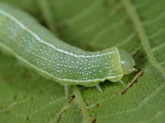 Orthosia incerta
