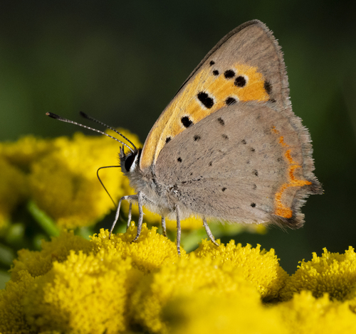 Small Copper