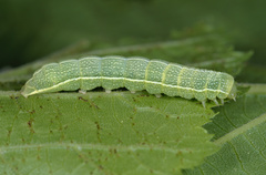 Orthosia incerta