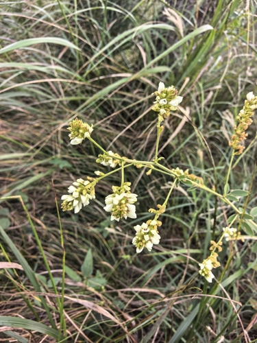 Lespedeza tomentosa