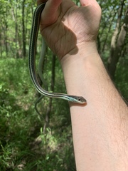 Thamnophis proximus