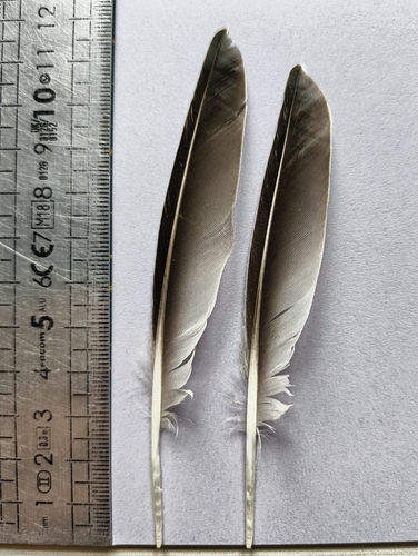 Plume de Combattant varié