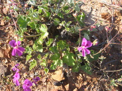 Pelargonium echinatum