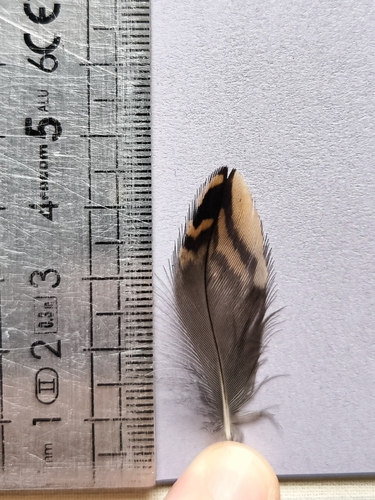 Plume de Bécassine des marais