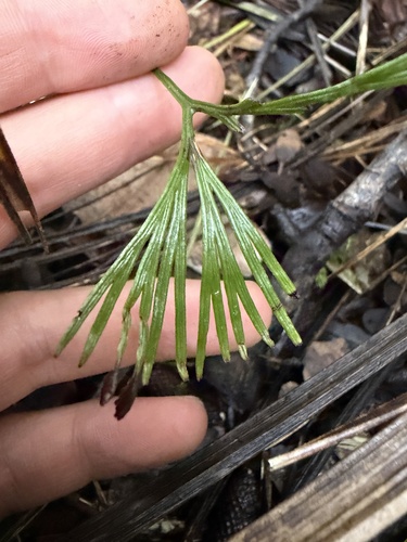Schizaea dichotoma observed 2026-08-30