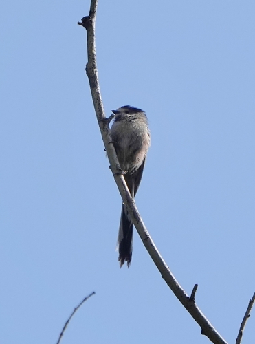 Silver-throated Tit