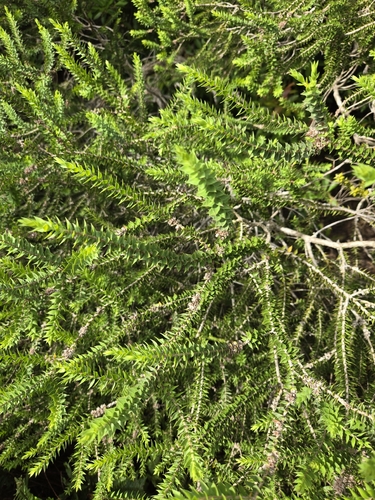 Melaleuca styphelioides observed 2024-10-14
