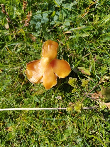 Persistent Waxcap (Hygrocybe acutoconica)