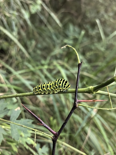 Old World Swallowtail