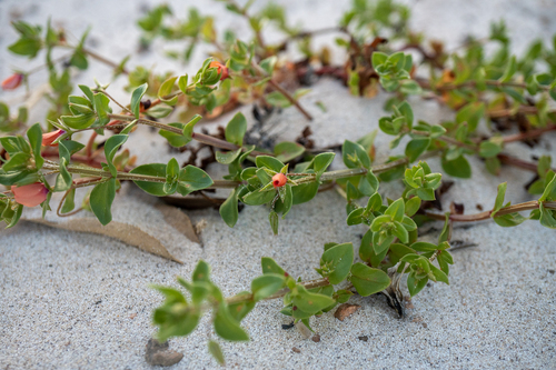 scarlet pimpernel