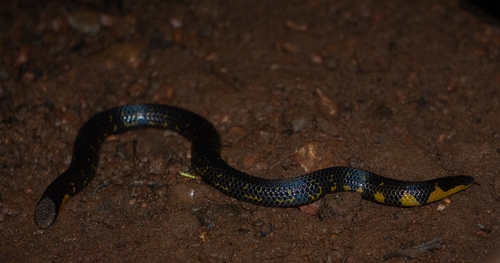 Bombay Earth Snake