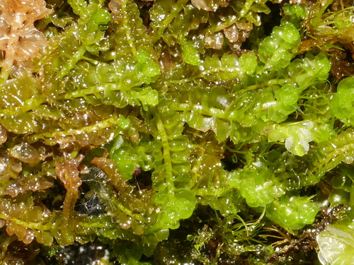 Trilophozia quinquedentata, 2026-08-22