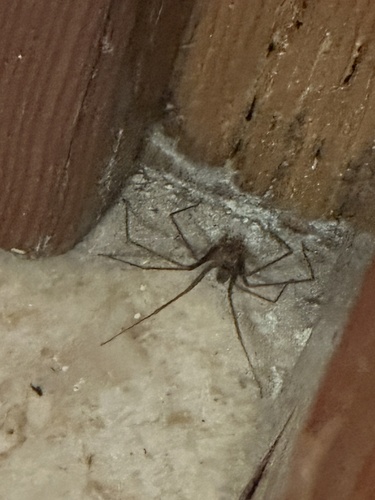 Mediterranean recluse
