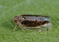 Tachycixius pilosus