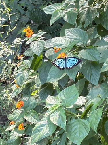 Common Wanderer