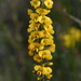 Dillwynia floribunda - Photo (c) David Midgley, algunos derechos reservados (CC BY-NC-ND)