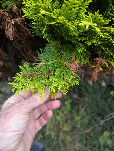 Chamaecyparis lawsoniana