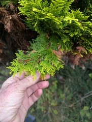 Chamaecyparis lawsoniana