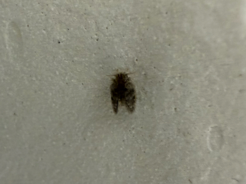 Psychoda alternata observed 2026-09-06