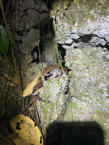 Pulchrana glandulosa, 2026-09-03