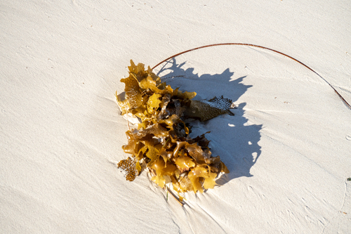 Common Kelp