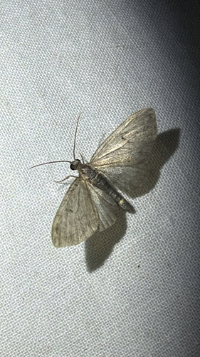 Mather's Springtime Pug (Eupithecia matheri)