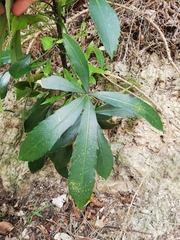Pseudopanax crassifolius × lessonii