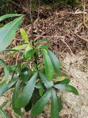 Pseudopanax crassifolius × lessonii