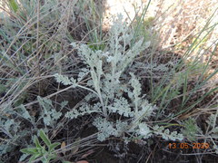 Artemisia nitrosa