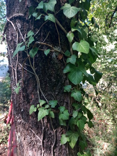 common ivy