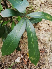 Pseudopanax crassifolius × lessonii
