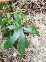 Pseudopanax crassifolius × lessonii