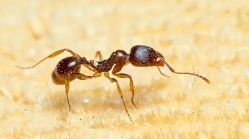 Representative image of Aphaenogaster subterranea