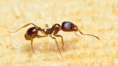Aphaenogaster subterranea