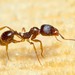 Subterranea-group Collared Ants - Photo (c) Pierre Bornand, some rights reserved (CC BY-NC)