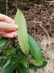 Pseudopanax crassifolius × lessonii