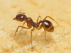 Aphaenogaster subterranea