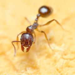 Aphaenogaster subterranea