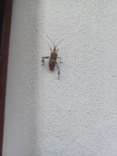 Western Conifer Seed Bug