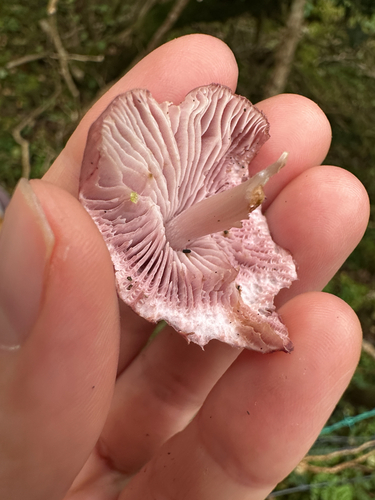 Rosy Bonnet