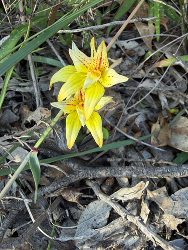 Cowslip Orchid