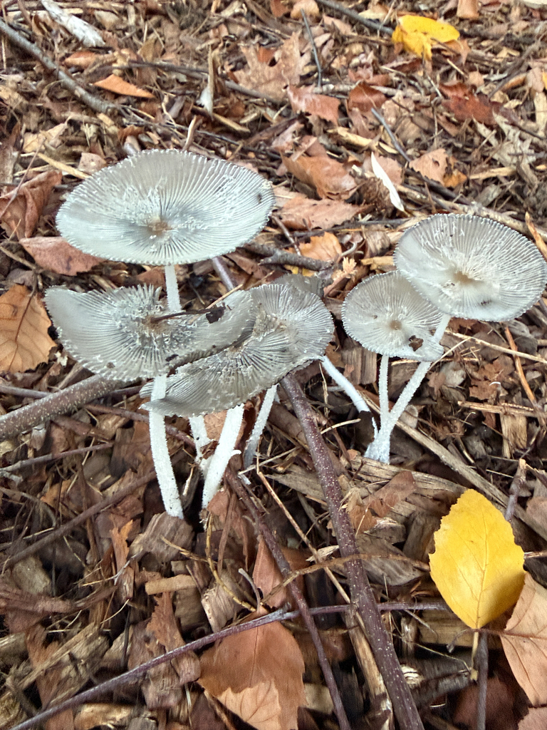 hare's foot inkcap · September 2026 · photo: Photo: (c) Dan Bender, some rights reserved (CC BY) · iNaturalist